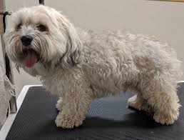 We did not find results for: Havanese Dogs The Good The Bad About This Dog Breed K9 Web