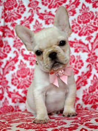 Check spelling or type a new query. Teacup Puppies For Sale Florida Puppies For Sale Tampa Puppies For Sale Orlando Teacup Puppies For Sale French Bulldog Puppies Bulldog Puppies Cute Animals
