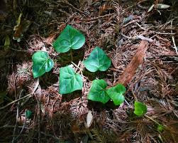 Image result for Heisteria zimmereri