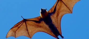 These are one of the largest bat species in the world that weigh about 1.5 kgs. Pplupac88vq57m