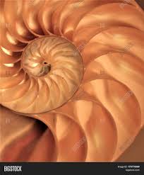 There is a fair amount of confusion, misinformation and controversy though over whether the graceful spiral curve of the nautilus shell is based on this golden proportion. Nautilus Shell Image Photo Free Trial Bigstock