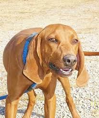Check spelling or type a new query. Bonney Lake Wa Redbone Coonhound Meet Julep Precious Hound Baby Gir A Pet For Adoption