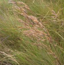 Image result for Loudetia simplex