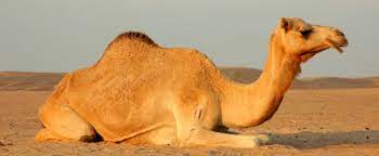 Camels can live without food and water for 8 days under temperatures of 50â° c. Camel The Most Extreme Wiki Fandom