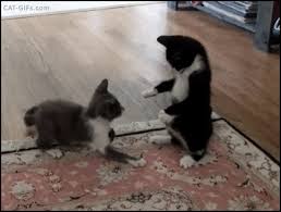 Cat Pouncing Fight Page 1 Line 17qq Com #cat #catgif #cateyes #cats ift.tt/2x4phmu.