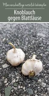Knoblauch Gegen Blattlause Hausmittel Aus Der Natur Hausmittel Gegen Blattlause Schadlinge Im Garten Hausmittel