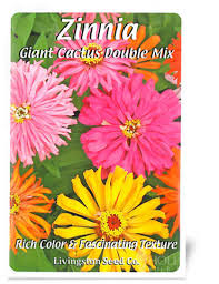 Huge 5 flowers in red, yellow, pink, purple, salmon and white. Giant Cactus Double Mix Zinnia Holland Bulb Farms 75661