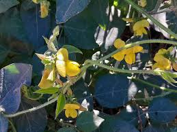 Image result for Rhynchosia luteola