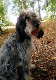 The basset bleu de gascogne is not recognized by the american kennel club or the canadian. Griffon Bleu De Gascogne Les Avis Et Les Photos Des Internautes Les Avis Choisir Son Chien