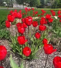 Su origen asiático y la veneración que sienten por ella los paises asiáticos han convertido a la flor de loto en una de las flores exóticas más queridas. Flores Rojas Hermosas By Luzmy Rivero Photo Stock Snapwire