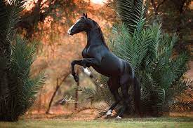marwari hengst steigt marwari horses beautiful horses photography horses