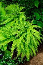 1 Maidenhair Fern Adiantumnativewoodland Gardennaturalize Etsy In 2020 Maidenhair Fern Ferns Garden Plants