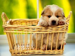 Check spelling or type a new query. Achtergrond Honden Puppy S Leuke Top Gratis Achtergronden