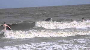 The swim guide updates the status of this beach as soon as test results become available. Swimming At Edisto Beach Youtube