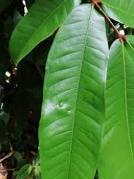 Image result for Gilbertiodendron dewevrei