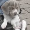 Look at pictures of beagle puppies in wisconsin who need a home. Https Encrypted Tbn0 Gstatic Com Images Q Tbn And9gcr4gztmud97aaqtk3fptyguode9lk2hgp Khou8j3a7gssrsd08 Usqp Cau