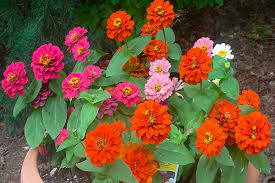 The simplest solution to this riddle is to pick flowers according to the zodiac sign. Depict The Zodiac Sign With These Flowers Blog Nurserylive Com Gardening In India