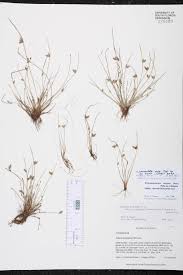 Image result for Schoenoplectus erectus