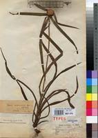 Image result for Cyperus mapanioides