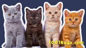 ruyada kedi gormek yavru kedi gormek beyaz kedi sevmek
