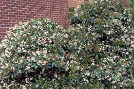 Image result for Rhaphiostylis