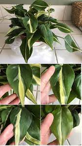Philodendrons tips and plant care and an unboxing. Philodendron Q Brasil Or Silver Stripe Indoorgarden