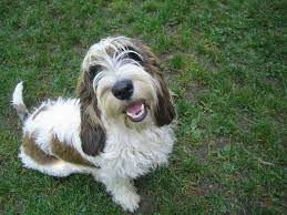 Image result for malý vendéeský hrubosrstý honič