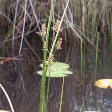 Image result for Cyperus latifolius