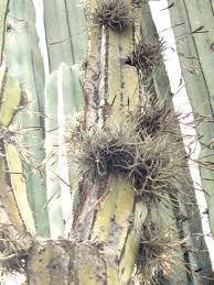 While those are a common breed of cactus, the cactus family of. Dr Dale Dixon Ar Twitter Tillandsia Recurvata Bromeliaceae Growing On A Cactus In The Grounds Of Teotihuacan On The Outskirts Of Mexico City This Species Is Quite Common And Easy To Grow