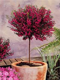 Découvrez les conseils de nos experts. Boronia Sur Tige Arbuste Persistant Jardin Pot Idees Jardin Arbuste En Pot Arbuste