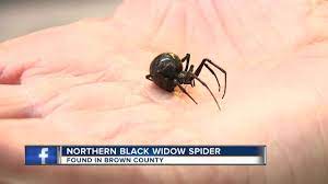 There are three species of widow spiders; Northern Black Widow Spider Discovered In Brown County Youtube