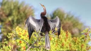 Anhinga or Snakebird 