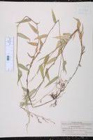 Image result for Acroceras zizanioides