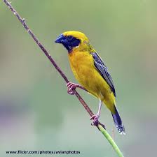 Asian Golden Weaver Male Ploceus Hypoxanthus Weavers Asian Bird Gif