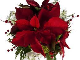 Plants Archives Holiday Decor Poinsettia Christmas Wreaths