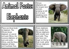 Free Animal Facts Printable Flashcards Or Posters Elephant Facts Elephant Facts For Kids Elephant Information
