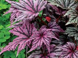 Japanese Begonia Kelowna Gardens Hardy Begonia Garden Angels Begonia Shade Loving Plants