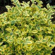 Wintercreeper euonymus (euonymus fortunei) is an evergreen that can grow as a ground cover, vine, or bush. Euonymus Fortunei Gold Splash Spindle Wintercreeper Roemertwo Care Plant Varieties Pruning Advice