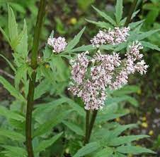 Дэйн дехаан, кара делевинь, клайв оуэн и др. How To Grow Common Valerian Valeriana Officinalis Dengarden