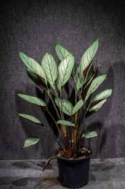 Image result for Ctenanthe