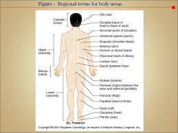 An organ is a unique anatomic structure consisting of groups of tissues that work in concert to perform specific functions. The Human Body An Orientation Ppt Download