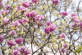 Sun / shade some tree grow well in full sun, other better in light shade, some will not flower in shade. 10 Varieties Of Flowering Trees For Your Landscape