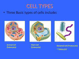 We did not find results for: Similarities And Differences Between Plant And Animal Cells And Bacterial Cells