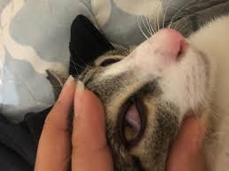 Check spelling or type a new query. I Believe My Cat Got Flea Medicine On His Eye Petcoach