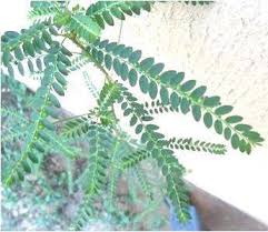 Image result for Phyllanthus odontadenius