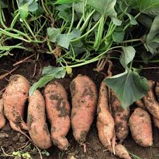 Tanam ubi kayu dalam polybag. Cara Kekinian Budidaya Ubi Cilembu Praktis Dan Sederhana Ayo Bertani