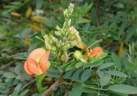 Image result for Tephrosia pumila