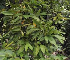 Image result for Craterispermum