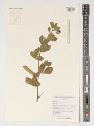 Image result for Asparagus botswanicus