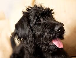 Adopting a dawson creek labradoodle: The 5 Best Labradoodle Breeders In New Jersey Nj 2021